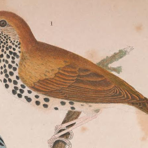 Wood Thrush