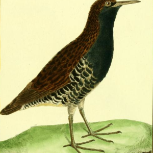 Water Rail