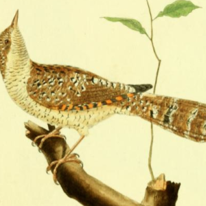 Wryneck