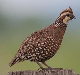 partridge
