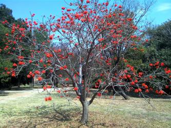 erythrina