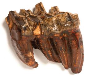 photo of maastodon molar
