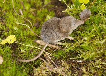 shrew
