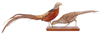 picture of pheasants