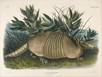 armadilo