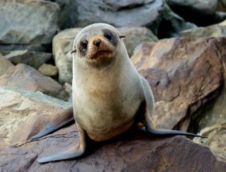 fur seal