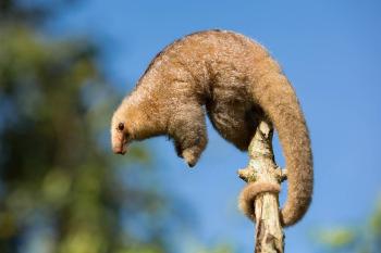 anteater