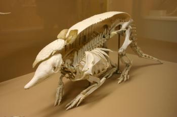 armadillo