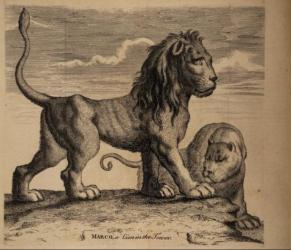 print of a lion