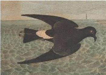 petrel