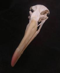 albatross skull