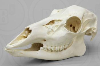 deer skull