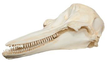 porpoiseskull