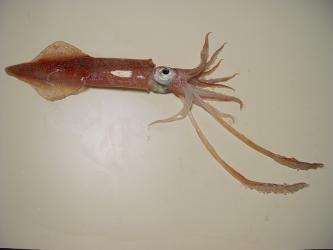 squid