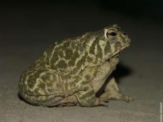 bufo