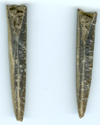 belemnite