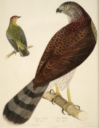 Engraving by A. Lawson