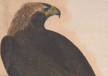 Engraving by J. G. Warnicke