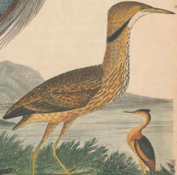 American Bittern