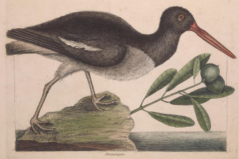 American Oystercatcher