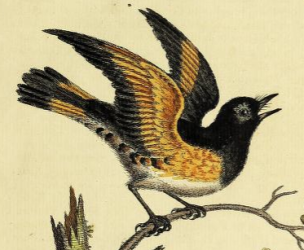 American Redstart