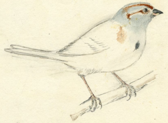 American Tree Sparrow