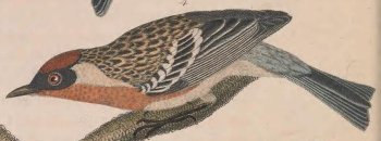 Black-throated Blue Warbler