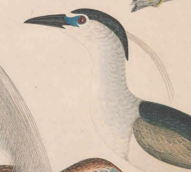 Black-crowned Night Heron