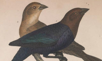 Brown-headed Cowbird