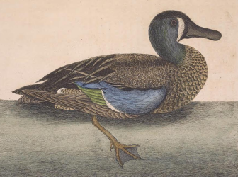 Blue-winged Teal