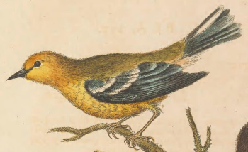 Blue-winged Warbler