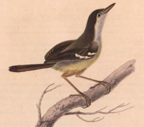 Bar-winged Prinia