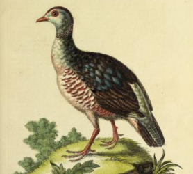 Barbary Partridge