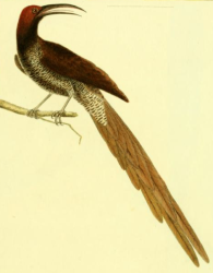 Black Sicklebill