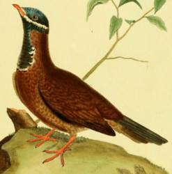 Blue Headed Quail-Dove