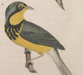 Canada Warbler