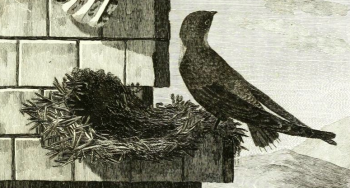 Chimney Swift, Engraved by P. Mazell