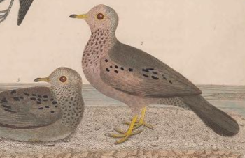 Common Ground Dove