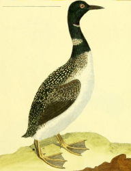 Common Loon