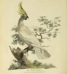 Yellow-crested Cockatoo