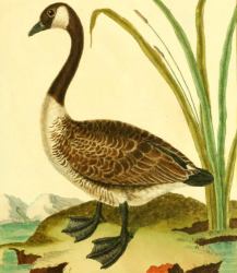Canada Goose, Drawn by F.-N. Martinet