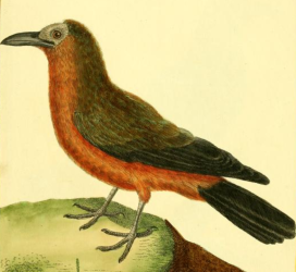 Capuchinbird