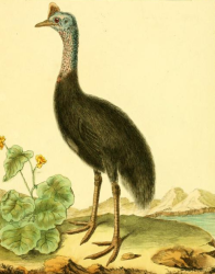 Drawn by F.-N. Martinet