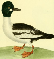 Common Goldeneye, Drawn by F.-N. Martinet