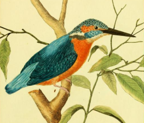 Common Kingfisher, Drawn by F.-N. Martinet 