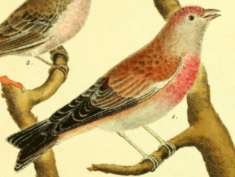 Common Linnet