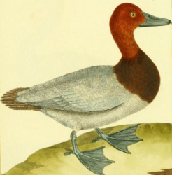 Drawn by F.-N. Martinet