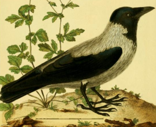 Hooded Crow