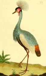 Black Crowned Crane