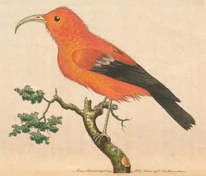 Drepanis